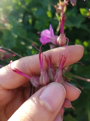Geranium × cantabrigiense
