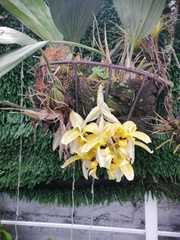 Stanhopea