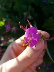 Geranium × cantabrigiense