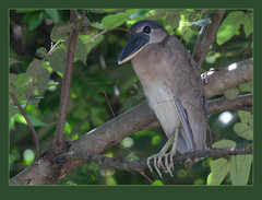 Boat-Billed Heron photo 3