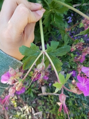 Geranium × cantabrigiense