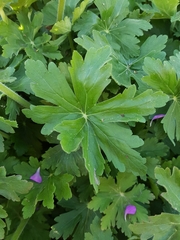 Geranium × cantabrigiense
