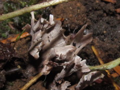 Thelephora palmata