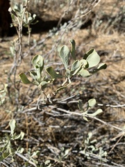Salvia pachyphylla