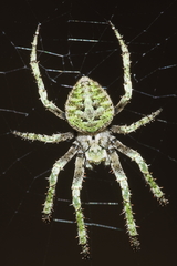 Cryptaranea subcompta