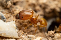 Pheidole spadonia