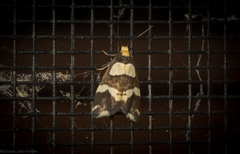 Thallarcha phalarota