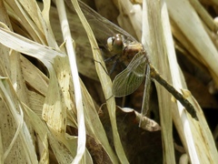 Leucorrhinia intacta