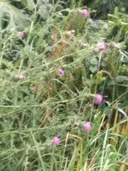 Cirsium vulgare
