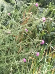 Cirsium vulgare
