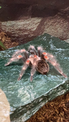 Brachypelma auratum