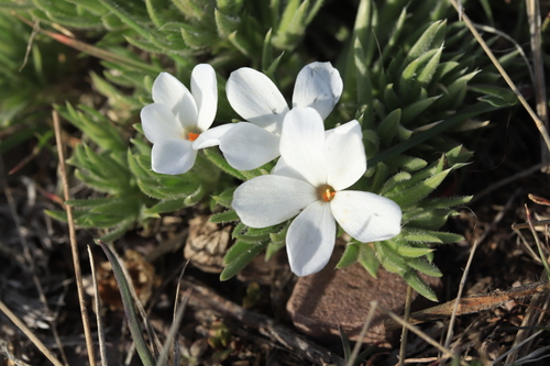 Phlox missoulensis, photograph 6