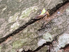 Smilia camelus