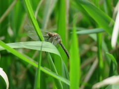 Leucorrhinia intacta