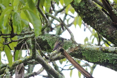 Saucerottia viridigaster
