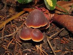 Macrocystidia cucumis image