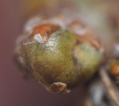 Neuroterus vesicula
