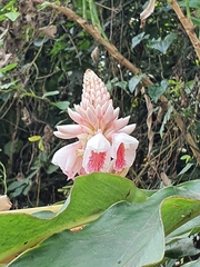 Alpinia shimadae