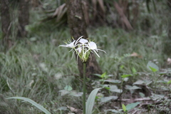 Hymenocallis occidentalis
