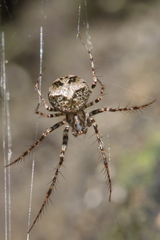 Australomimetus sennio