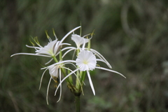 Hymenocallis occidentalis