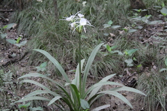 Hymenocallis occidentalis
