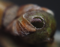 Neuroterus vesicula