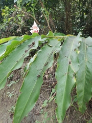 Alpinia shimadae