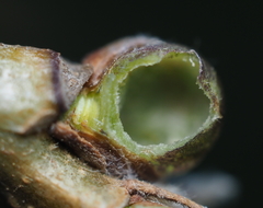 Neuroterus vesicula
