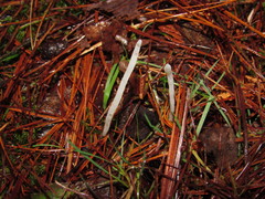 Clavaria acuta