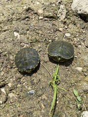 Trachemys scripta elegans