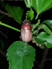Phyllophaga crinita