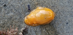 Diaulula sandiegensis