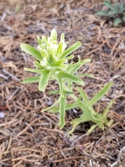 Castilleja xanthotricha