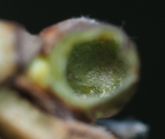 Neuroterus vesicula