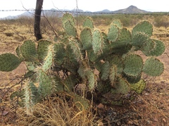 Opuntia engelmannii engelmannii