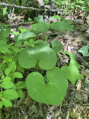 Asarum canadense reflexum
