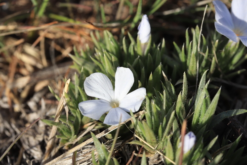 Phlox missoulensis, photograph 5