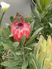 Protea compacta × susannae