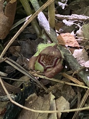 Asarum canadense reflexum