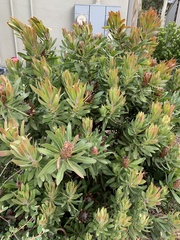 Protea compacta × susannae