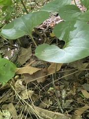 Asarum canadense reflexum