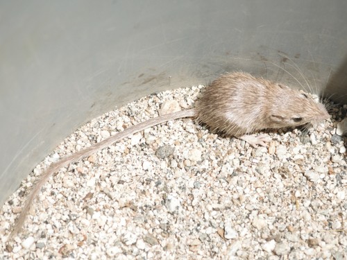 iNaturalist observation photo of Spiny Pocket Mouse