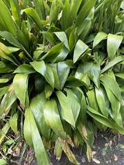 Aspidistra elatior