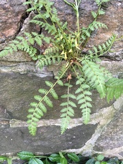 Corydalis cheilanthifolia
