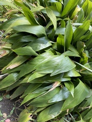 Aspidistra elatior
