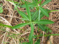 Euphorbia pekinensis