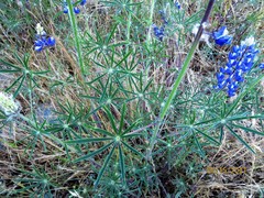 Lupinus benthamii