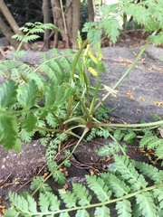 Corydalis cheilanthifolia