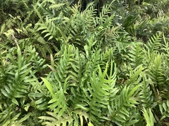 Microsorum scolopendria